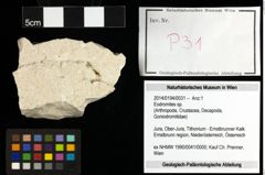 Foto (Objekt + Etiketten) von Eodromites sp. 